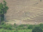 rice-terraces.JPG (202 KB)